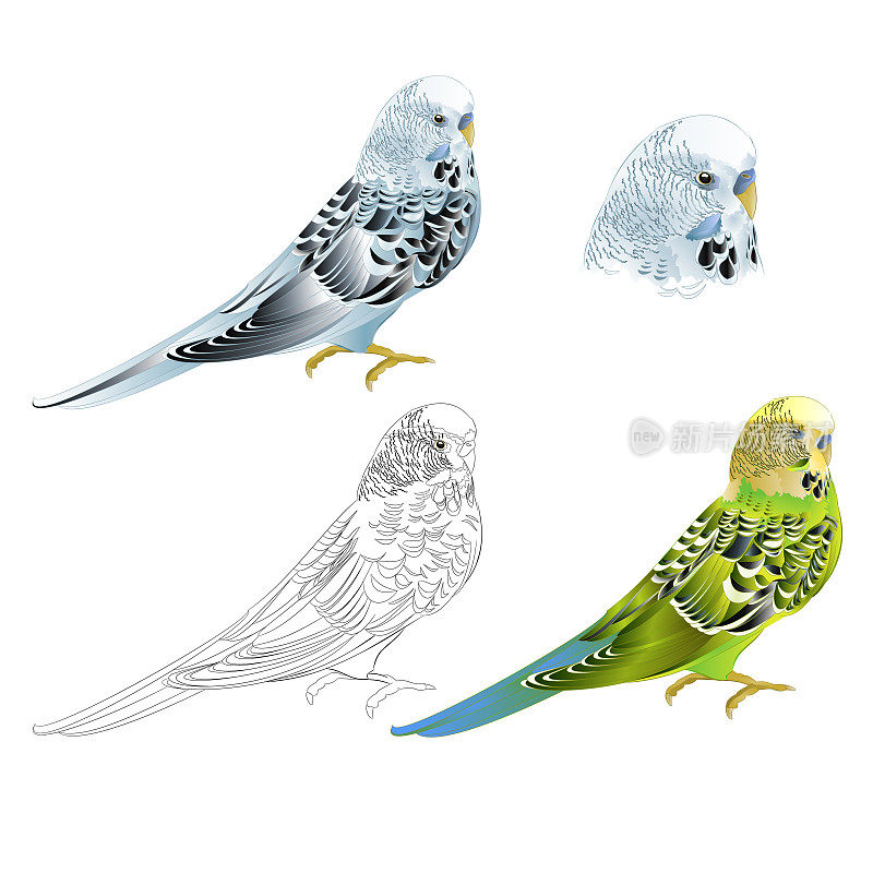 Bird Budgerigar parakeet绿色蓝色宠物长尾小鹦鹉或budgie或壳长尾小鹦鹉家宠物自然和轮廓在白色背景复古矢量插图可编辑的手绘